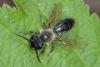 Andrena sp.